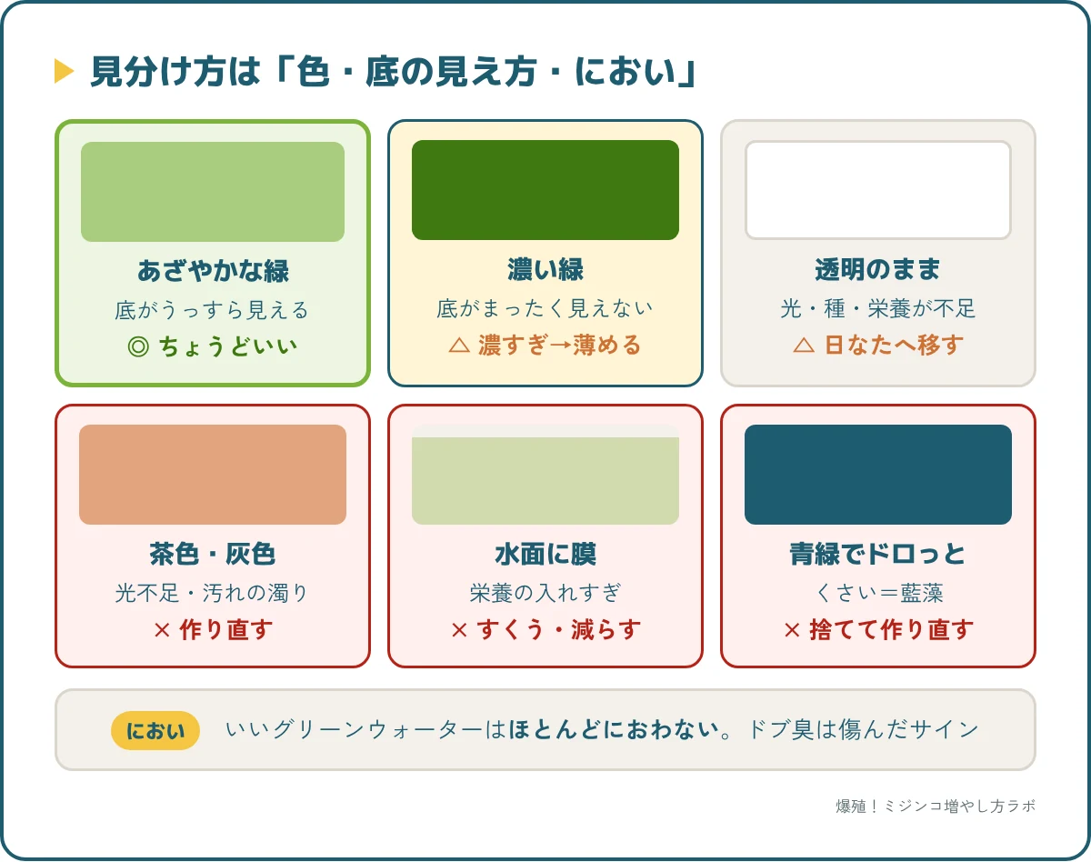 グリーンウォーターの見分け方。ちょうどいい緑、濃すぎ、茶色・膜・青緑の失敗サイン