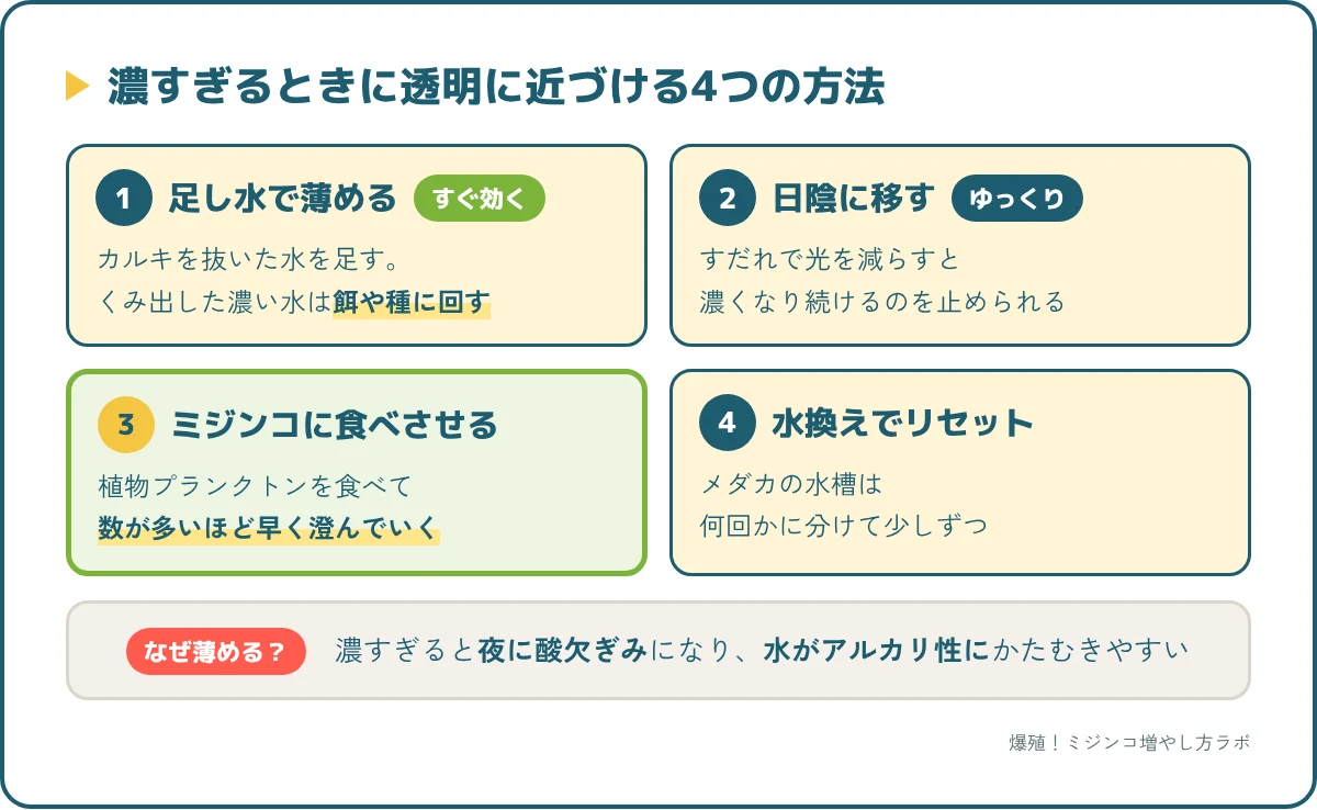 濃くなりすぎたグリーンウォーターを透明に近づける4つの方法（足し水・日陰・ミジンコ・水換え）