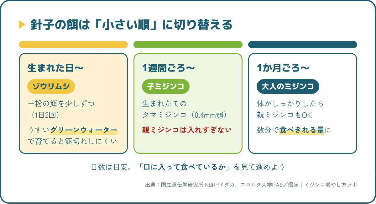メダカの針子の餌の切り替え。0日〜1週間はゾウリムシと粉餌、1週間ごろから子ミジンコ、1か月ごろから大人のミジンコ