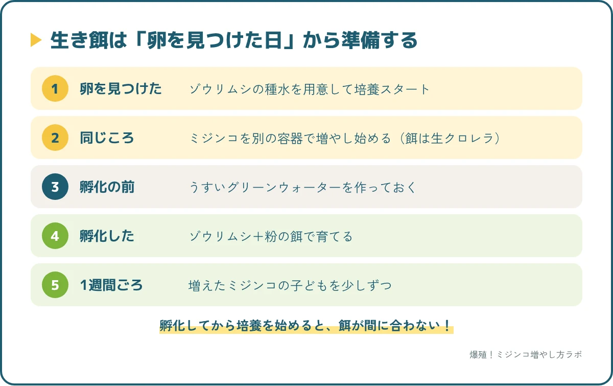 針子の生き餌を切らさない準備の順番。卵を見つけたらゾウリムシとミジンコを増やし始め、孵化に間に合わせる