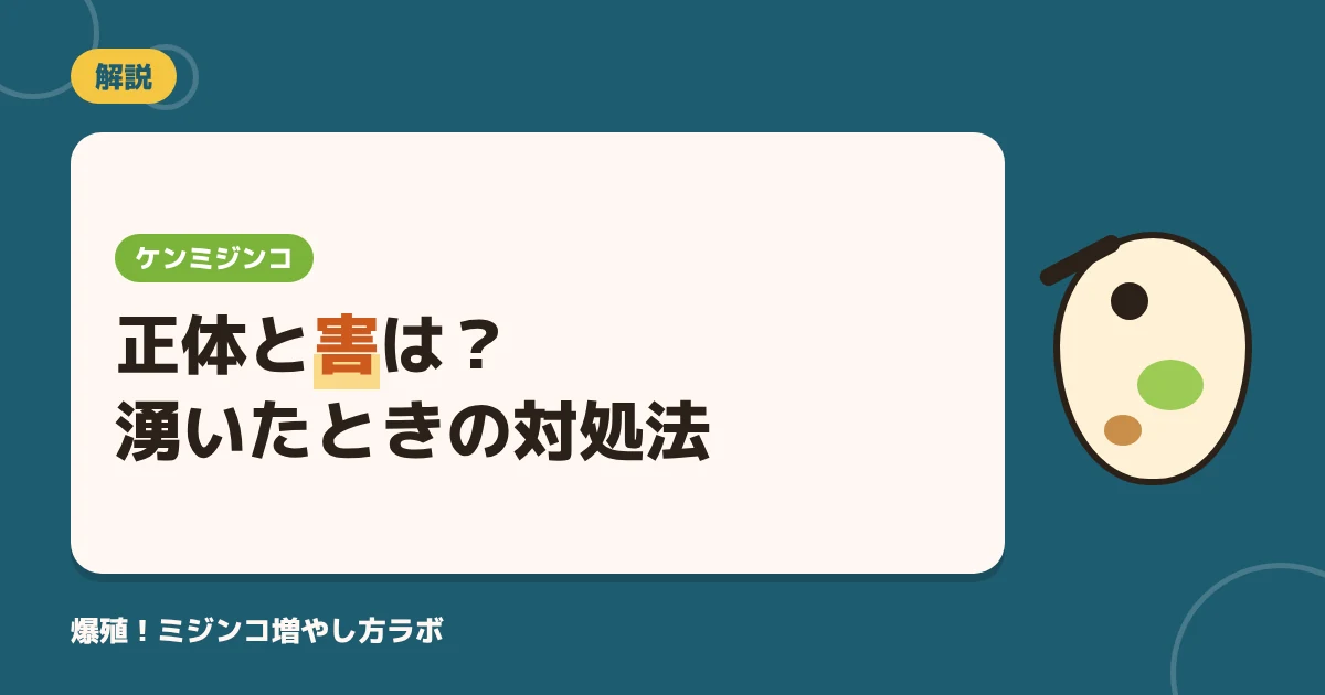 ケンミジンコとは？ミジンコとの違いと水槽に湧いたときの害・対処法