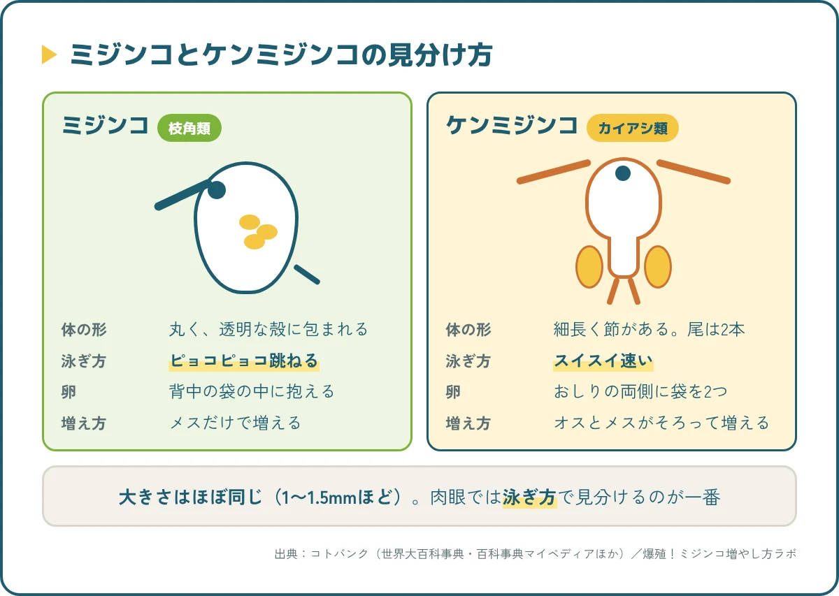 ミジンコとケンミジンコの見分け方。体の形、泳ぎ方、卵の持ち方、増え方のちがい