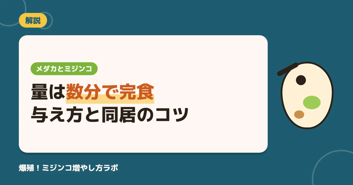 メダカにミジンコをあげる量と与え方｜食べ過ぎ・針子・同居の注意点