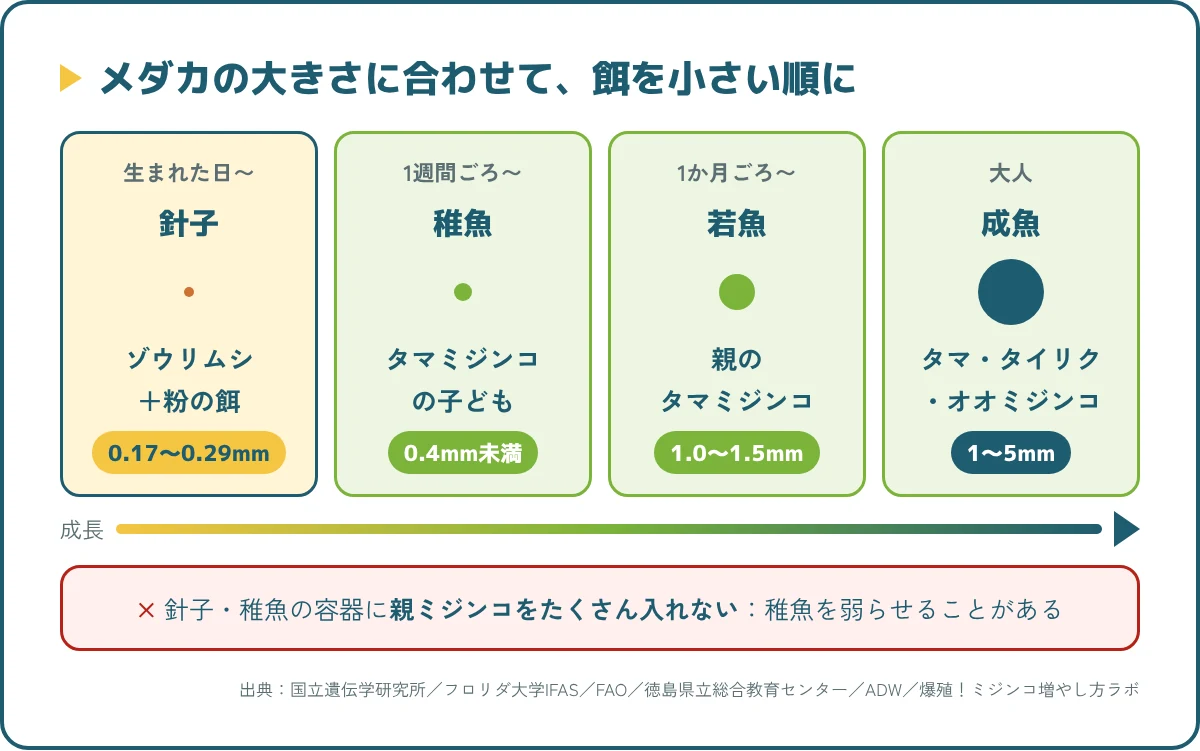 メダカの成長段階ごとの餌。針子はゾウリムシ、稚魚は子ミジンコ、1か月ごろから親ミジンコ