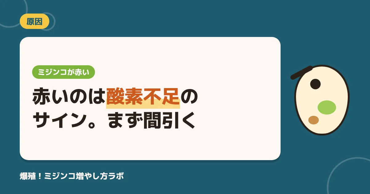 ミジンコが赤いのはなぜ？酸素が少ないサイン｜病気？今すぐやる3つの対処