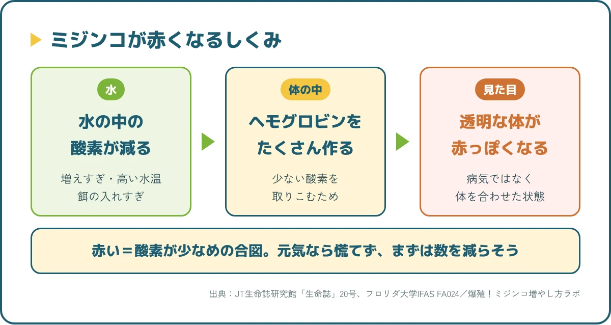 ミジンコが赤くなるしくみ。水の酸素が減ると体の中のヘモグロビンが増え、透明な体が赤っぽく見える