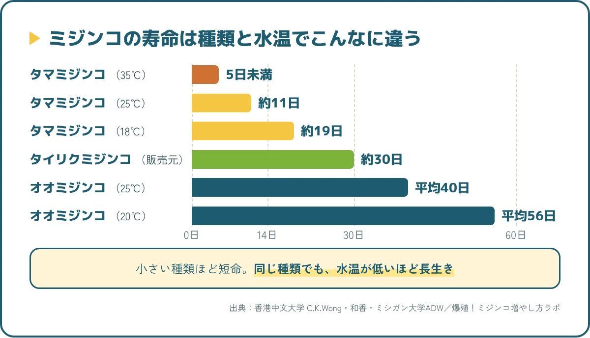 ミジンコの寿命を種類と水温でくらべた横棒グラフ。タマ約11〜19日、タイリク約30日、オオ平均40〜56日