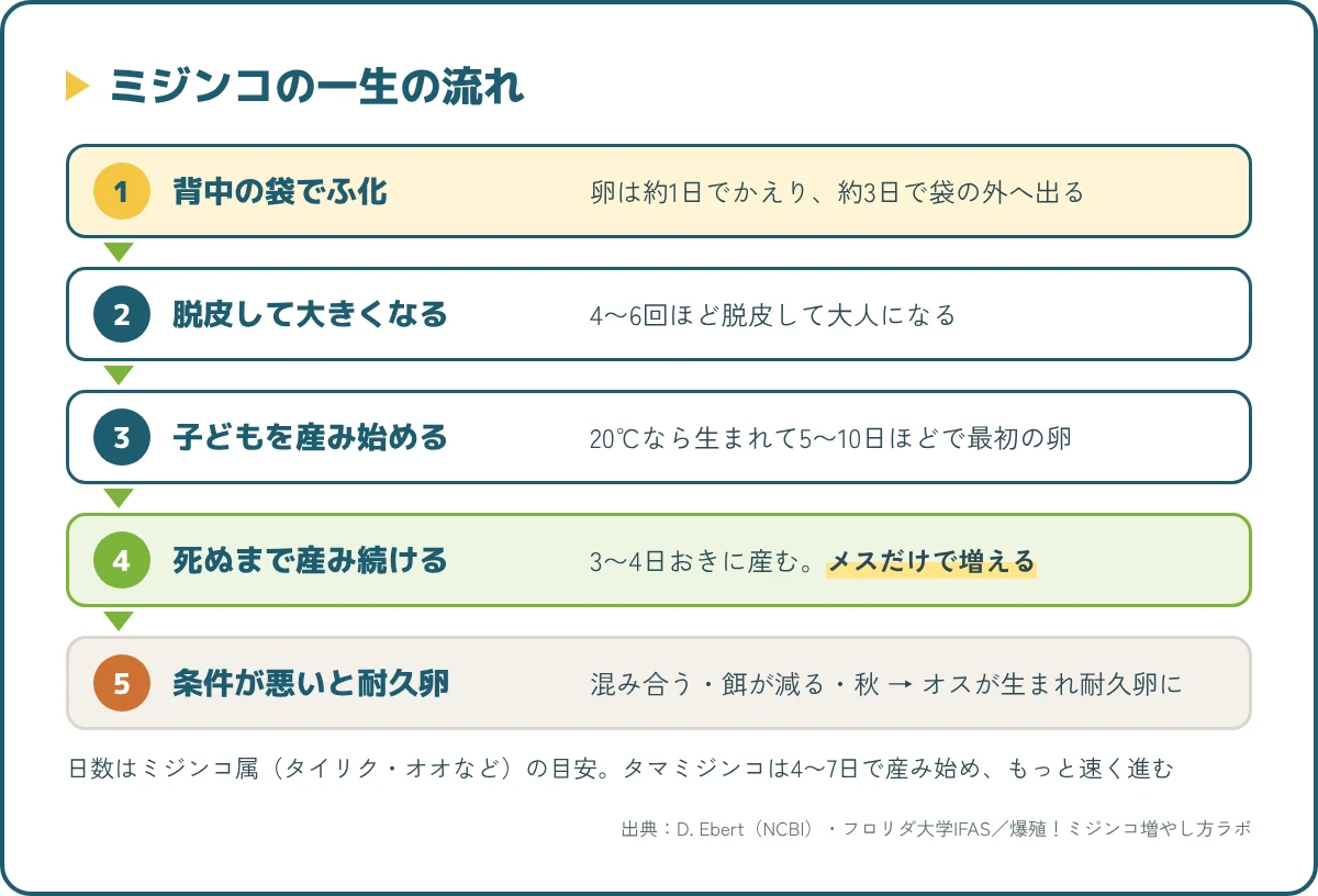 ミジンコの一生の流れ。背中の袋でふ化、脱皮して成長、メスだけで子どもを産む、条件が悪いと耐久卵