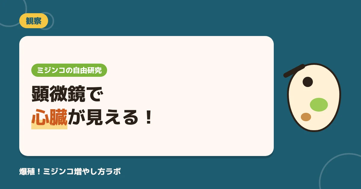 ミジンコを顕微鏡で観察しよう！見える5つの体のしくみと自由研究のテーマ例