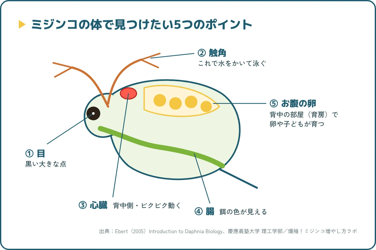 ミジンコの体のしくみの図。目、触角、心臓、腸、お腹の卵(育房)の場所