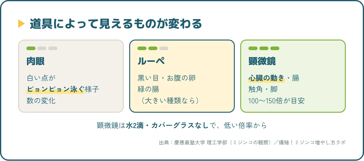 ミジンコの観察で道具ごとに見えるもの。肉眼は泳ぎ方、ルーペは目や卵、顕微鏡は心臓や腸の動き