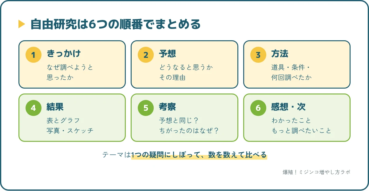 ミジンコの自由研究のまとめ方6ステップ。きっかけ、予想、方法、結果、考察、感想と次にやりたいこと