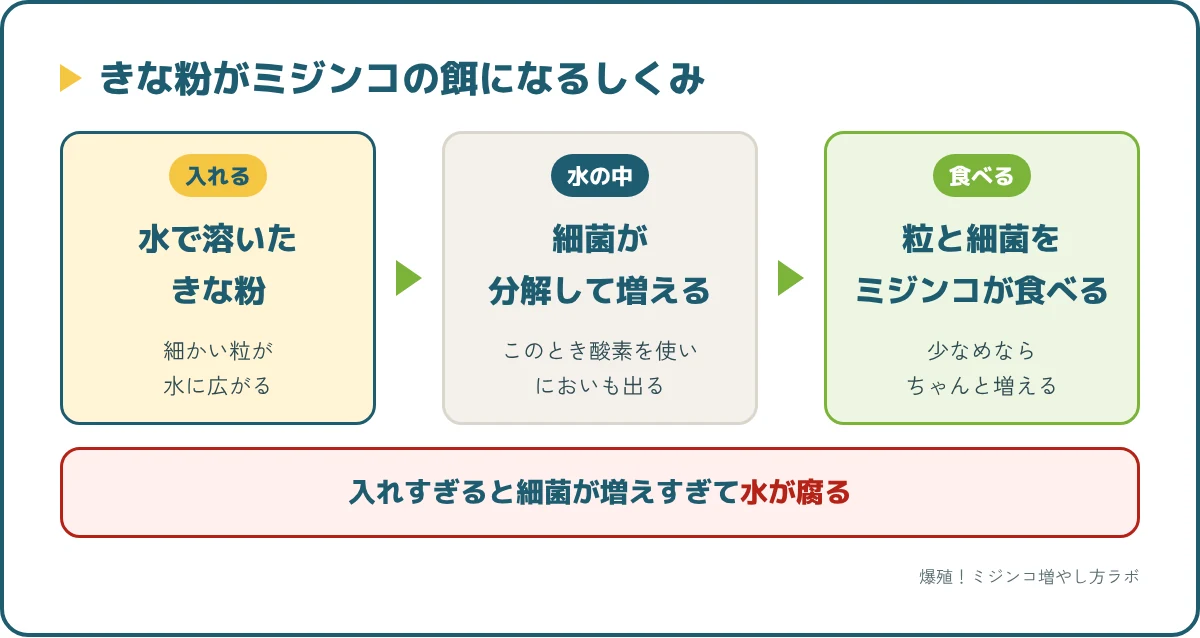 きな粉がミジンコの餌になるしくみ。細かい粒と、きな粉を分解して増えた細菌をミジンコが食べる