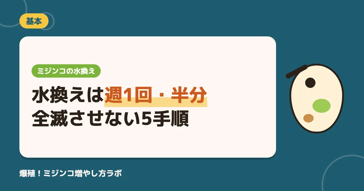 ミジンコの水換え｜頻度は週1回・半分が目安！全滅させないやり方5ステップ