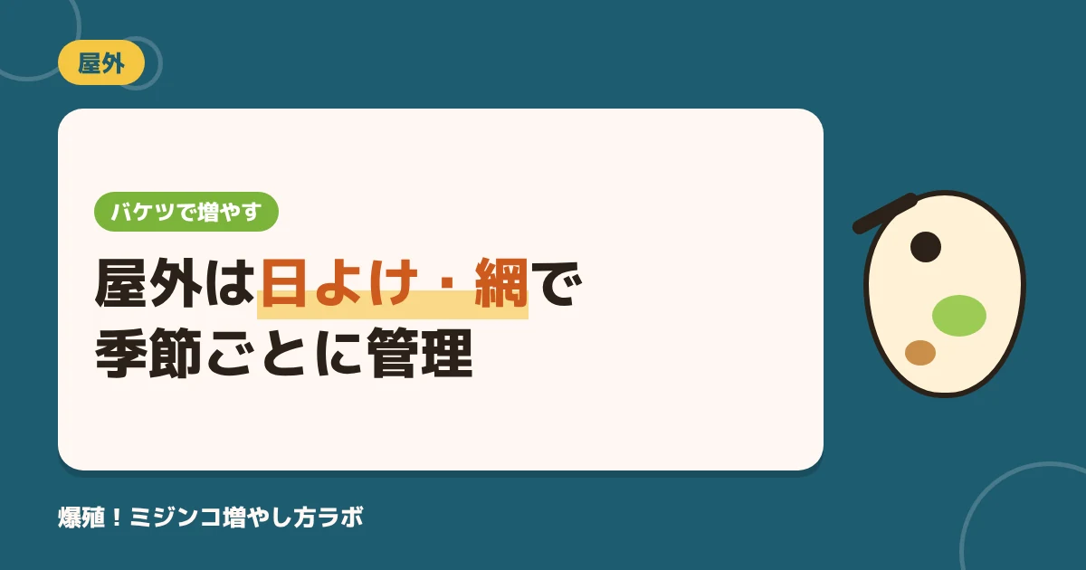 ミジンコを屋外のバケツで増やす方法｜日よけ・雨・天敵の対策と季節ごとの管理
