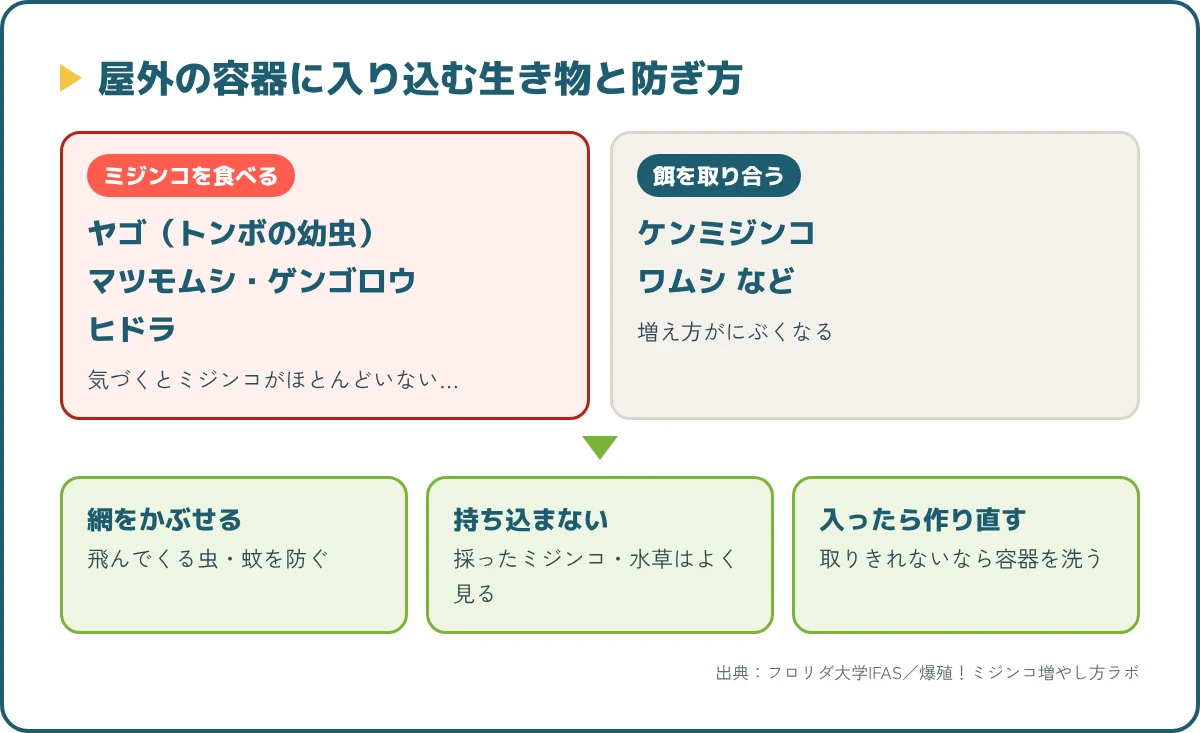 屋外のミジンコの容器に入り込む天敵と競争相手。ヤゴ、マツモムシ、ゲンゴロウ、ヒドラ、ケンミジンコと防ぎ方