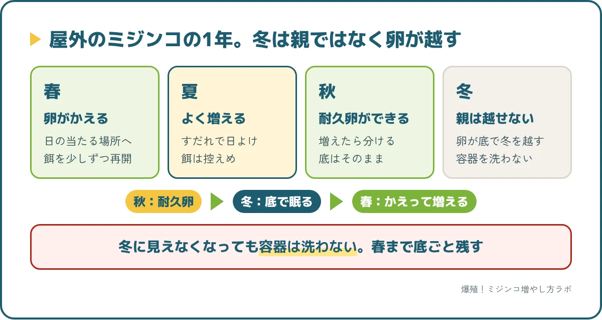 屋外のミジンコの季節カレンダー。春に耐久卵からかえって増え、夏は暑さ対策、秋に耐久卵ができ、冬は親が死んで卵で越冬する