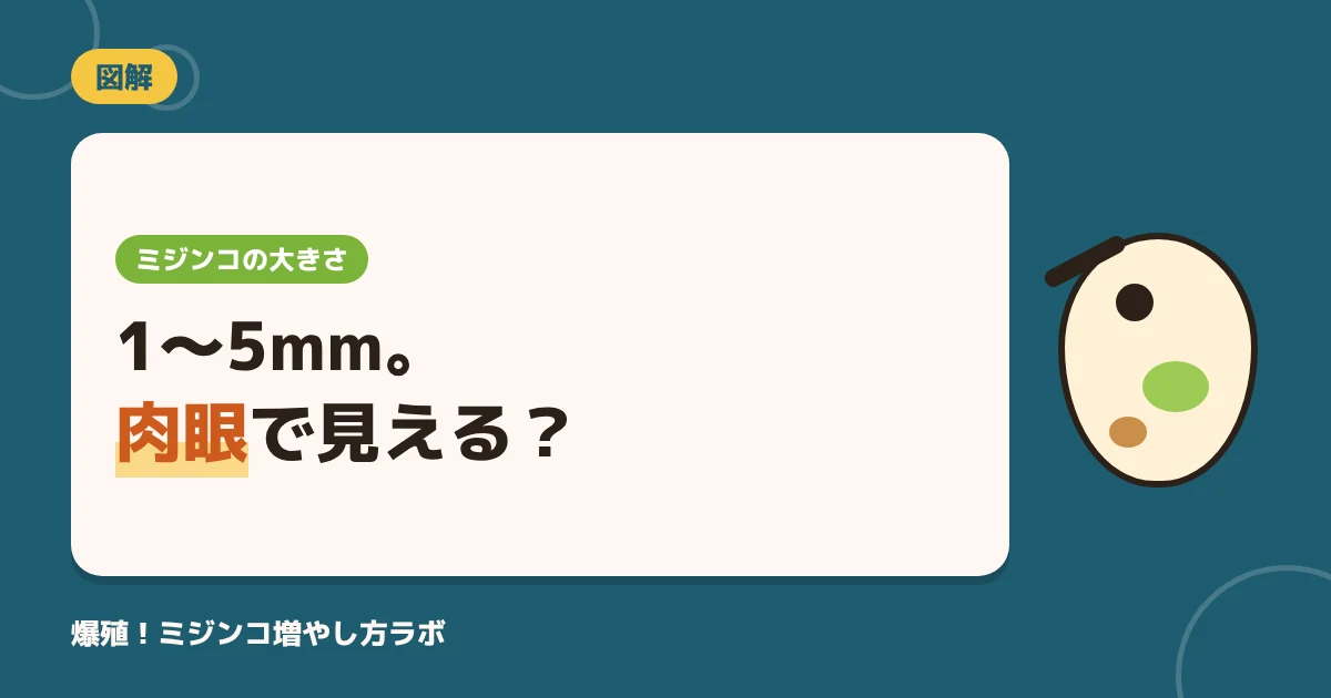 ミジンコの大きさは何mm？肉眼で見える？種類別の比較表と図解