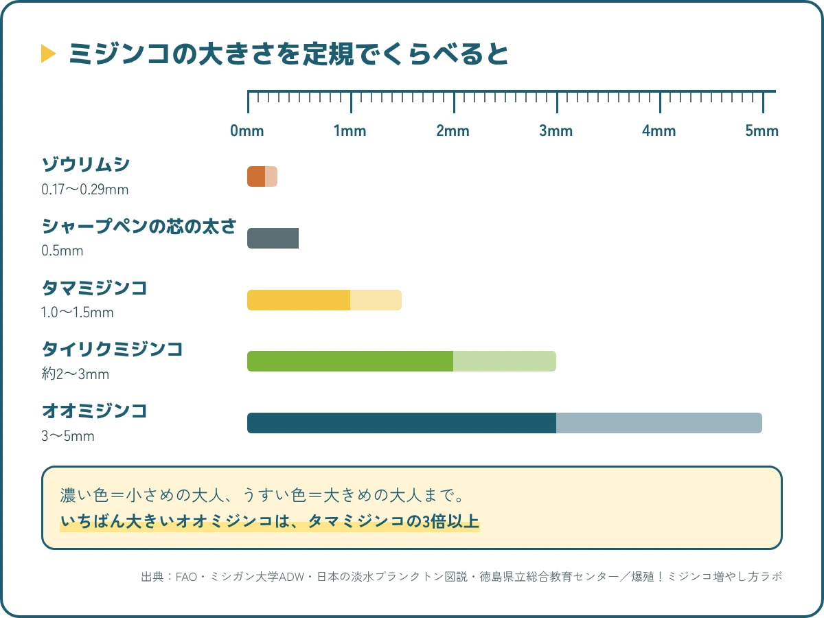 ミジンコの大きさを定規とくらべた図。タマ1.0〜1.5mm、タイリク約2〜3mm、オオ3〜5mm