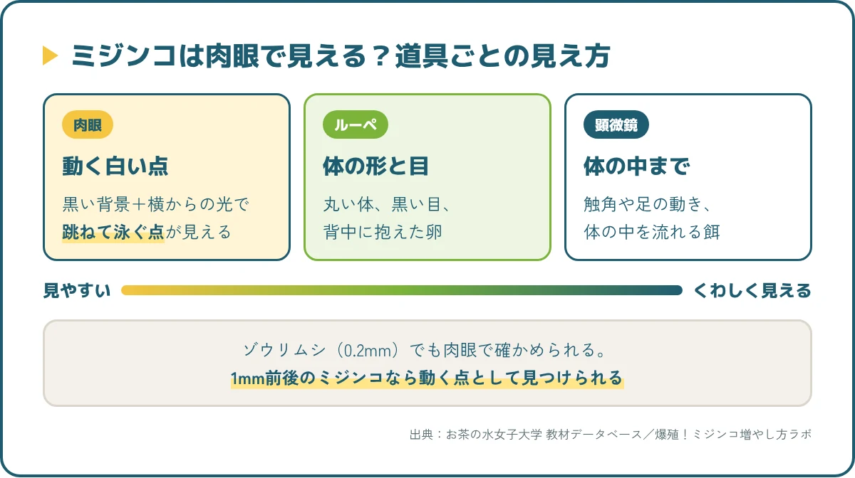 ミジンコを肉眼・ルーペ・顕微鏡で見たときに見えるもののちがい