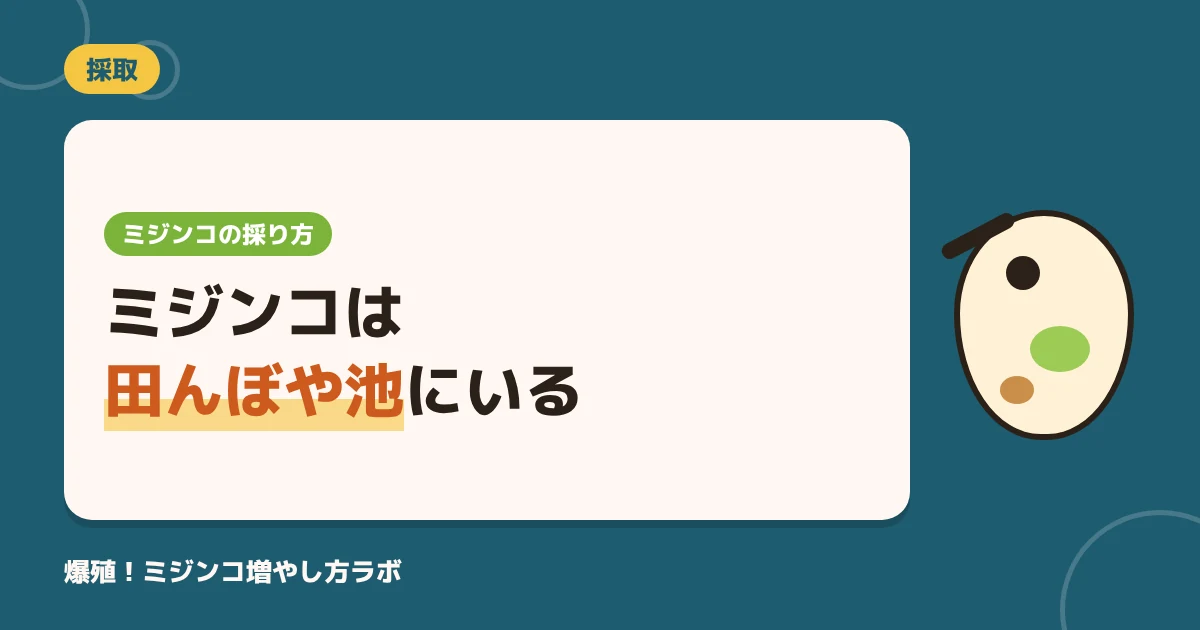 【田んぼ・池】ミジンコはどこにいる？採れる場所4つと採取のやり方・注意点