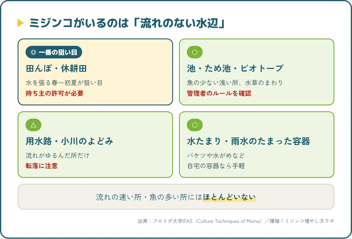 ミジンコがいる場所4つ。田んぼ・休耕田、池・ため池・ビオトープ、用水路のよどみ、水たまり・雨水のたまった容器