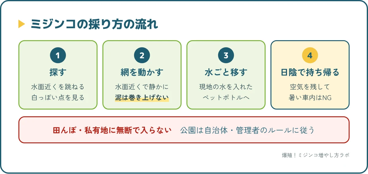 ミジンコの採り方の手順。見つける、網を水面近くでゆっくり動かす、現地の水ごとペットボトルへ、日陰で持ち帰る