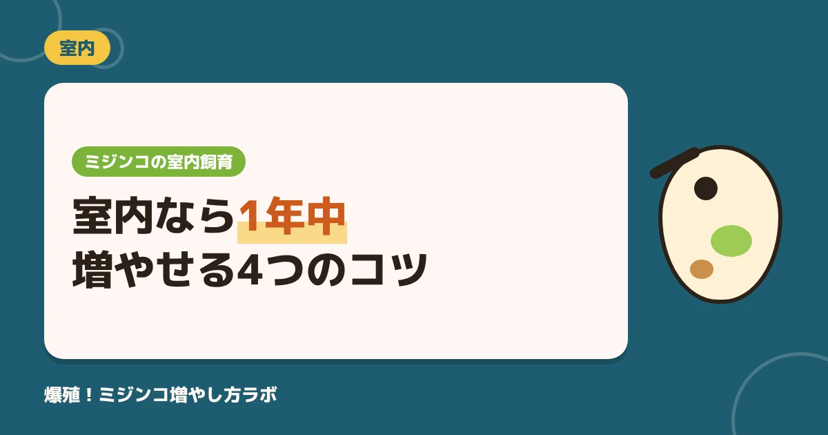 ミジンコを室内で増やす4つのコツ｜置き場所・ヒーター・においで1年中切らさない