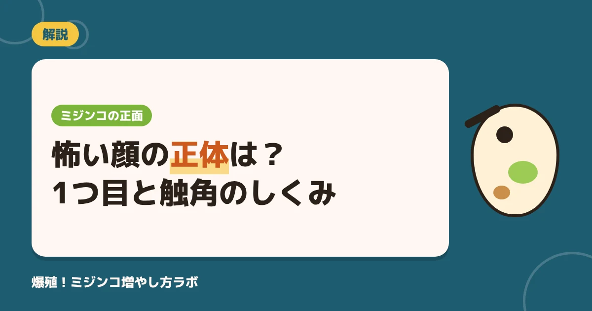 ミジンコの正面が怖い？顔の正体は1つ目と触角｜ツノが伸びる理由も図解