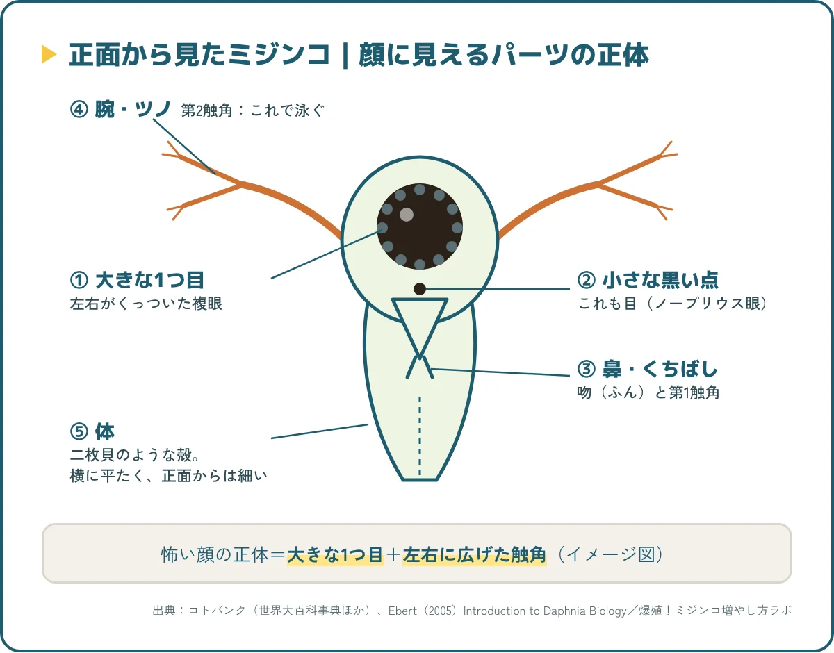 正面から見たミジンコの顔のパーツ。大きな1つ目、小さな黒い点、くちばし、触角、殻の位置
