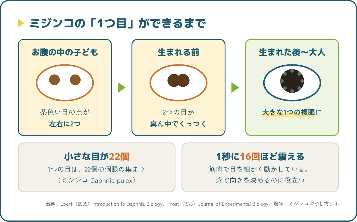 ミジンコの目のしくみ。お腹の中では左右2つの目が、生まれる前にくっついて1つの複眼になる