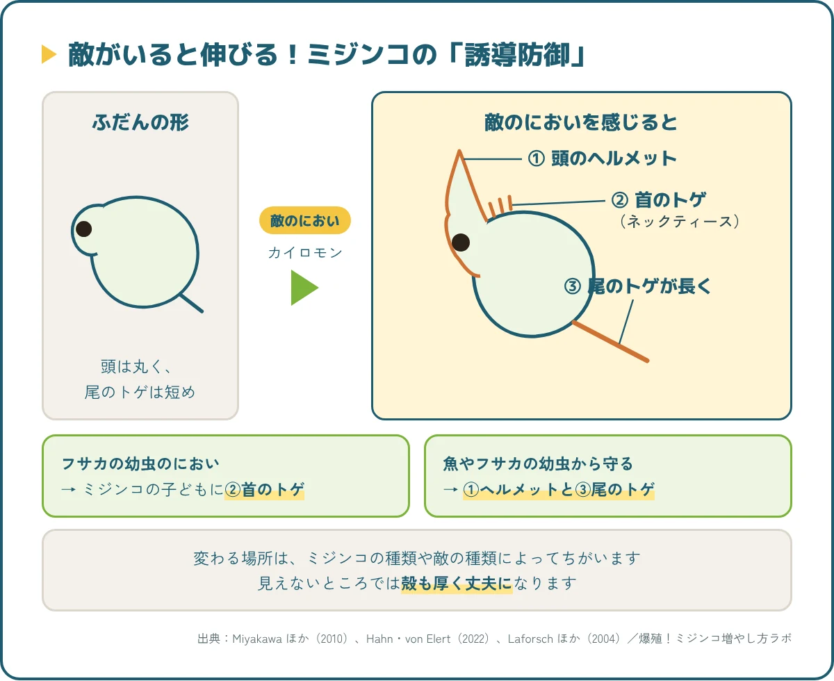 ミジンコの誘導防御。敵のにおいを感じると、頭のヘルメット、首のトゲ、尾のトゲが伸びる