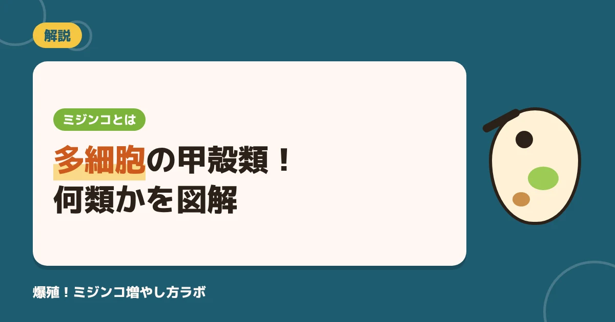 ミジンコとは？何類？単細胞ではなく多細胞の甲殻類｜特徴・すむ場所・増え方