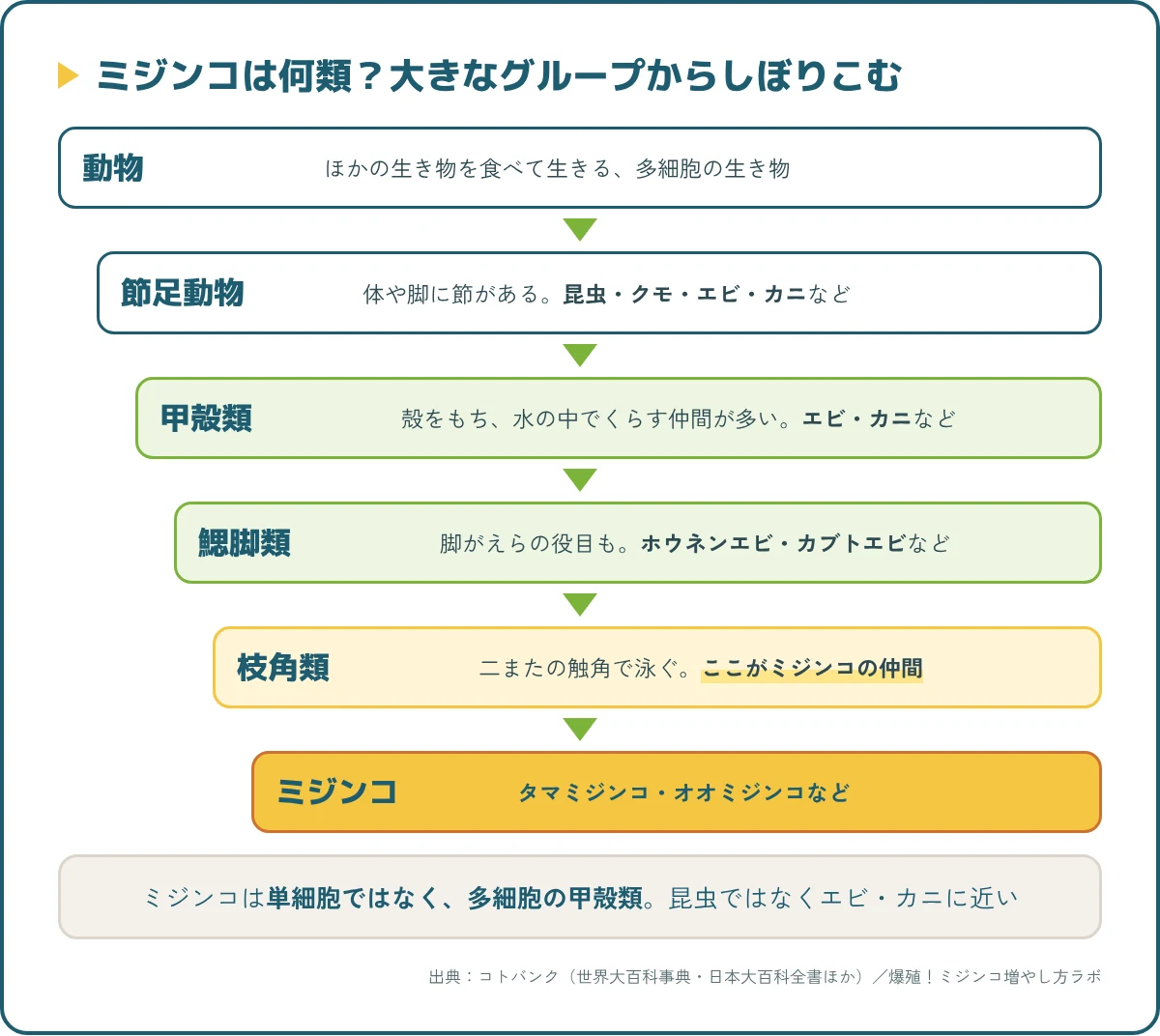 ミジンコの分類の図。動物、節足動物、甲殻類、鰓脚類、枝角類、ミジンコの順にしぼりこむ
