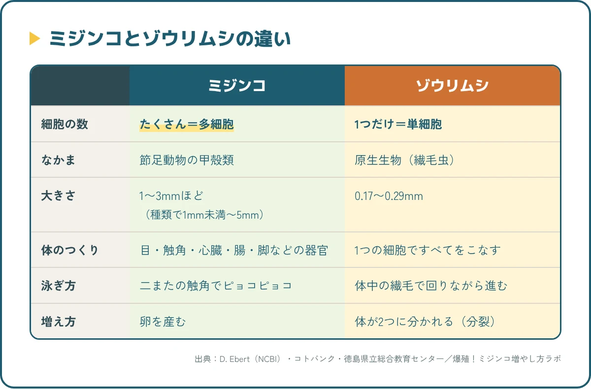 ミジンコとゾウリムシの違い。多細胞と単細胞、大きさ、体のつくり、泳ぎ方、増え方を比べた図