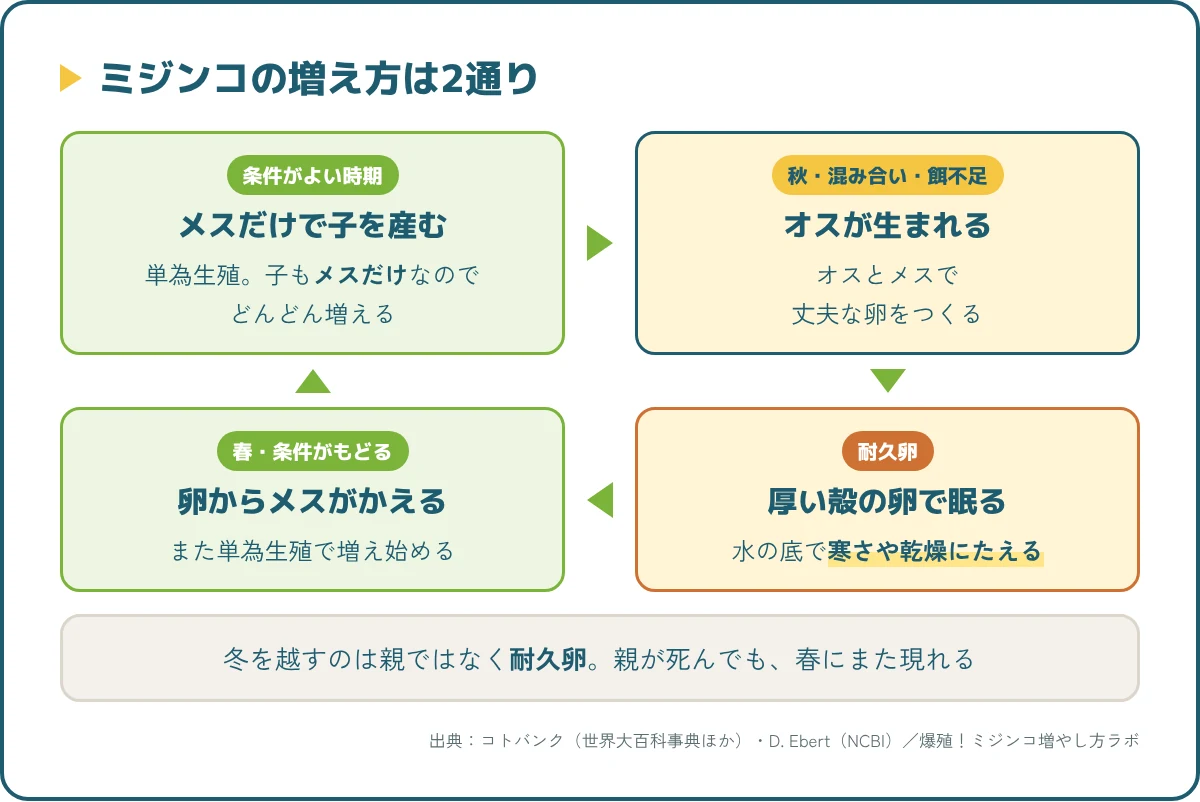 ミジンコの増え方。メスだけで増える単為生殖と、環境が悪くなるとオスが生まれ耐久卵で冬を越す流れ