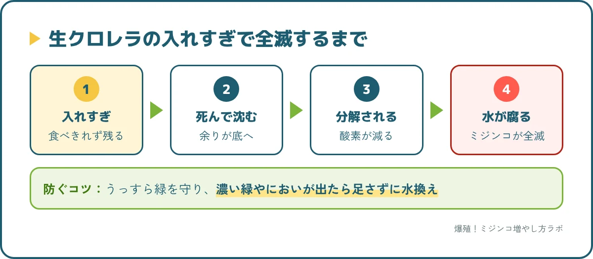 生クロレラを入れすぎてからミジンコが全滅するまでの流れ