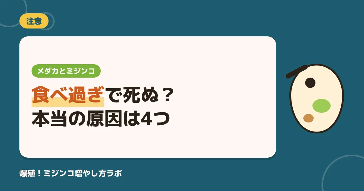 メダカがミジンコを食べ過ぎて死ぬ？本当の原因4つと適量・稚魚はいつから