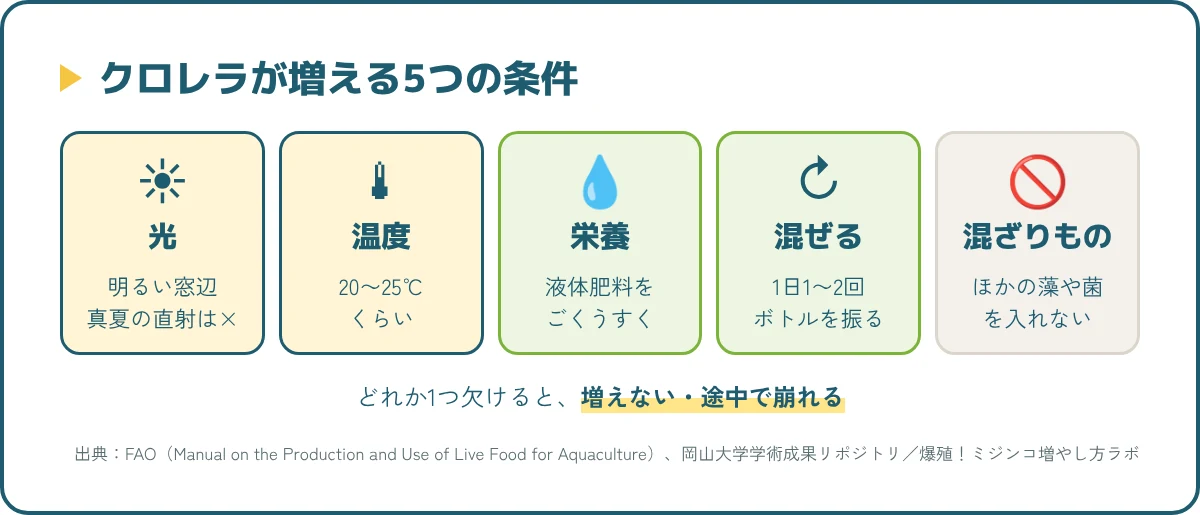 クロレラが増える5つの条件。光、20〜25℃、うすい肥料、毎日混ぜる、ほかの生き物を入れない
