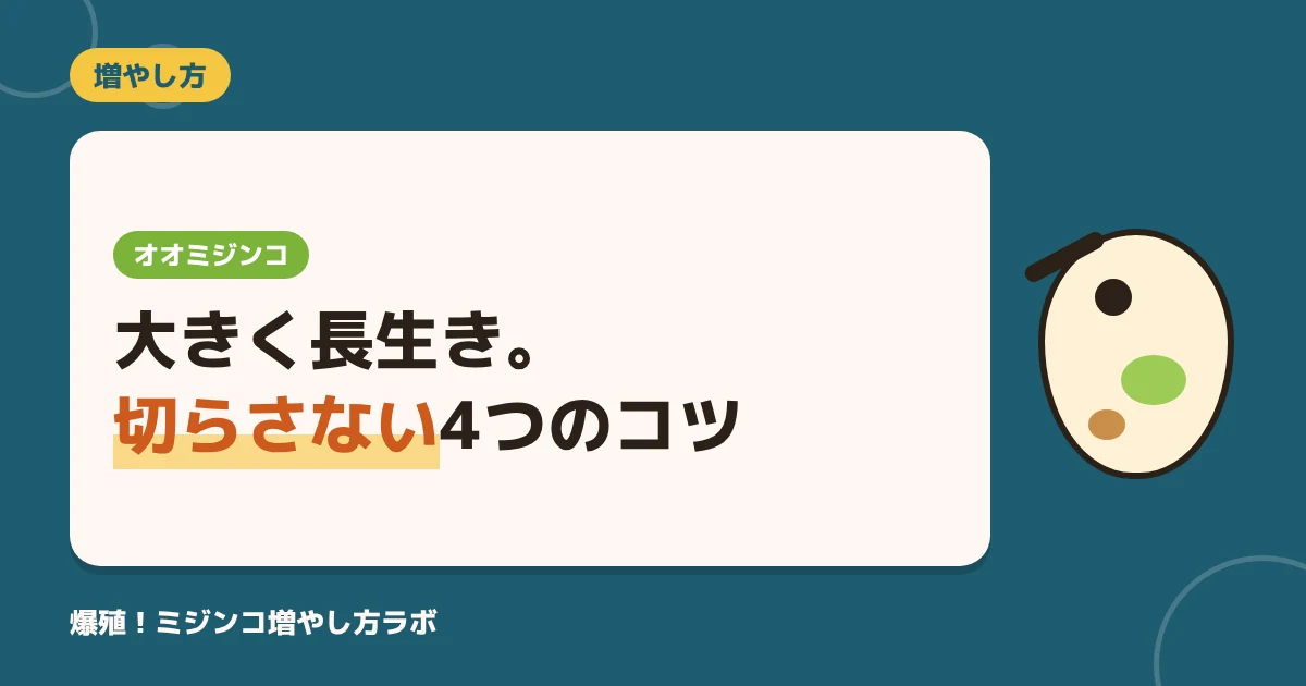 オオミジンコの増やし方｜暑さが苦手な大型種を切らさない4つのコツ