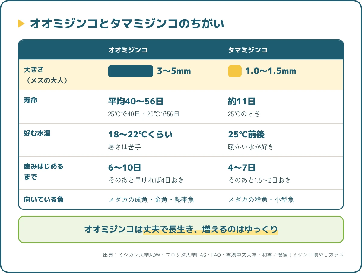 オオミジンコとタマミジンコの大きさ・寿命・好む水温・子どもを産みはじめるまでの日数の比較