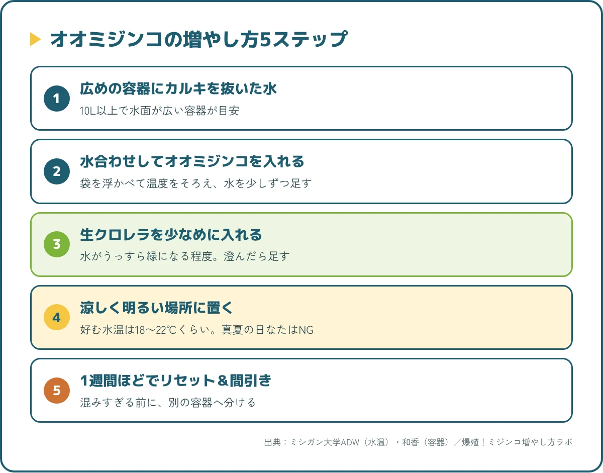 オオミジンコの増やし方5ステップ(広い容器の準備・水合わせ・餌・涼しく明るい場所・間引きとリセット)