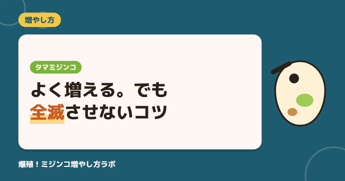 タマミジンコの増やし方｜爆殖させて全滅させない5つのコツ【稚魚の餌に】
