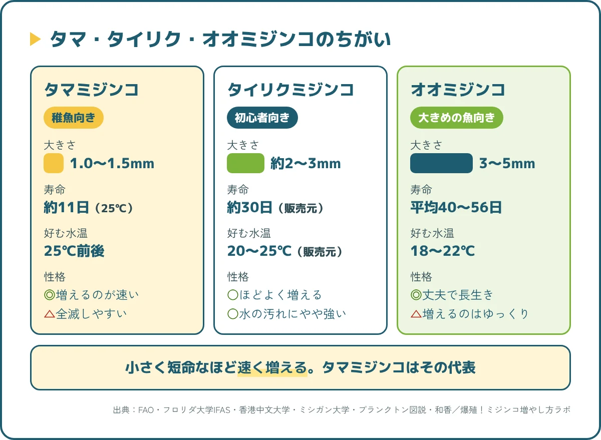 タマミジンコ・タイリクミジンコ・オオミジンコの大きさ・寿命・好む水温・向いている魚の比較