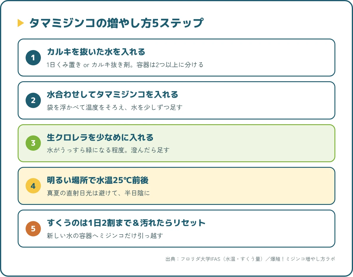 タマミジンコの増やし方5ステップ（水の準備・水合わせ・餌・水温・収穫とリセット）