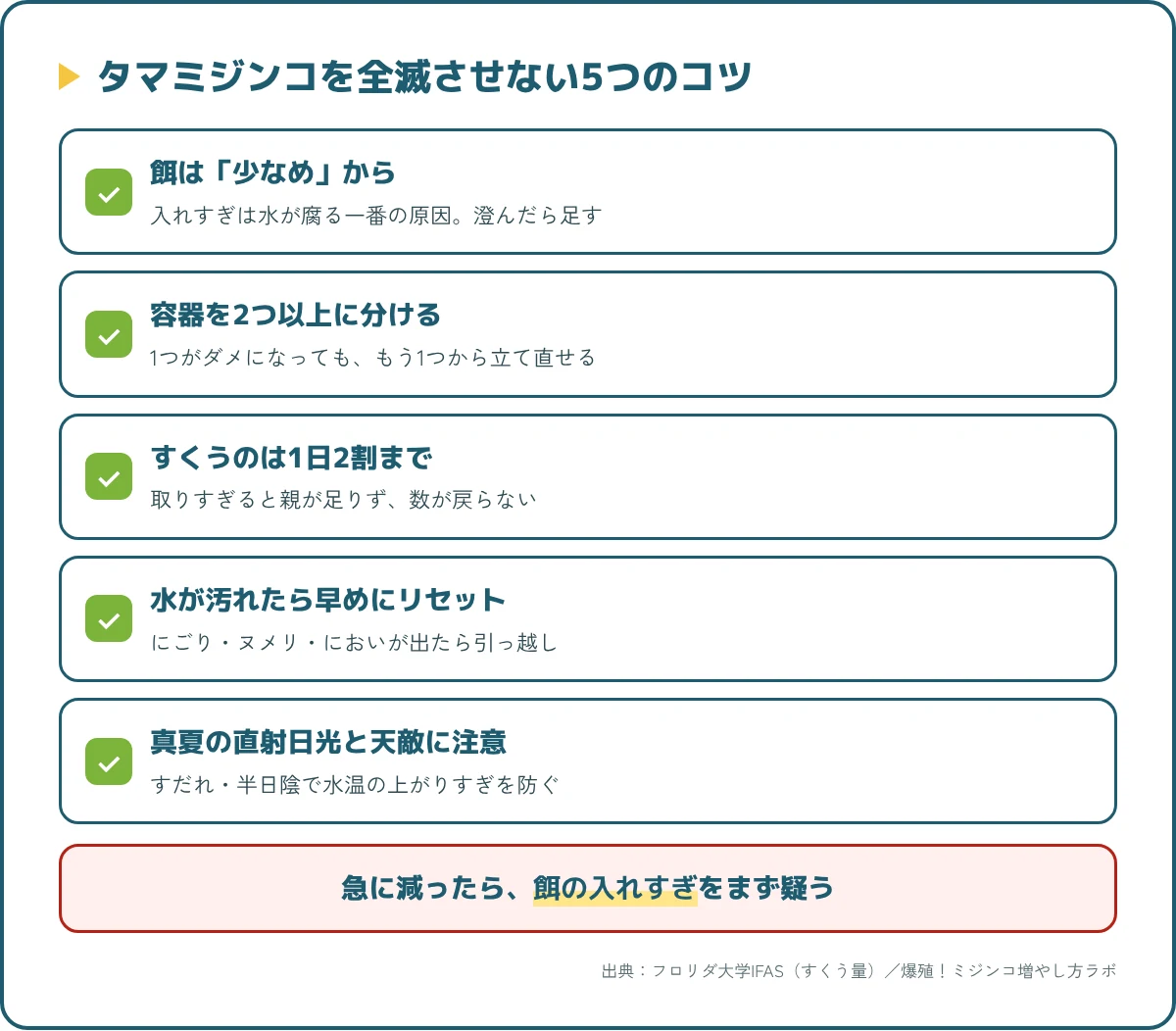 タマミジンコを全滅させない5つのコツ（餌は少なめ・容器を分ける・すくうのは2割まで・汚れたらリセット・真夏の直射日光を避ける）