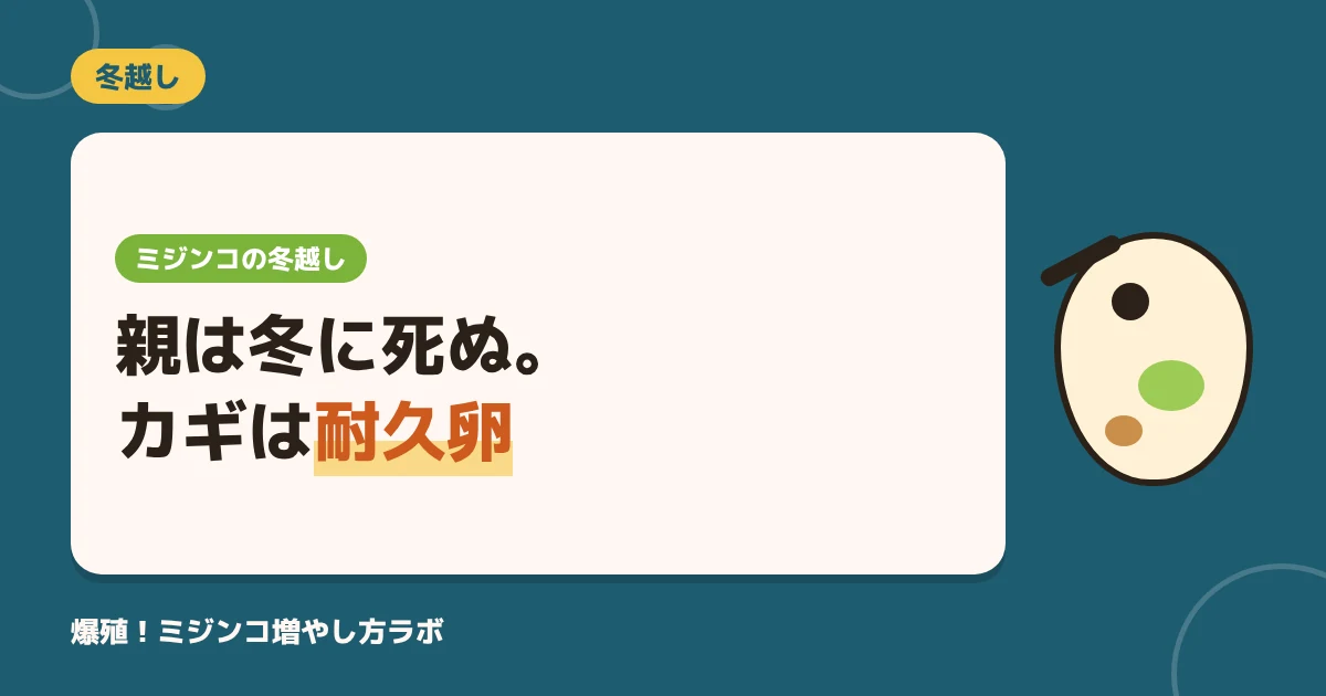 ミジンコの冬越しは耐久卵がカギ！屋外放置で春に復活させる3つのコツ