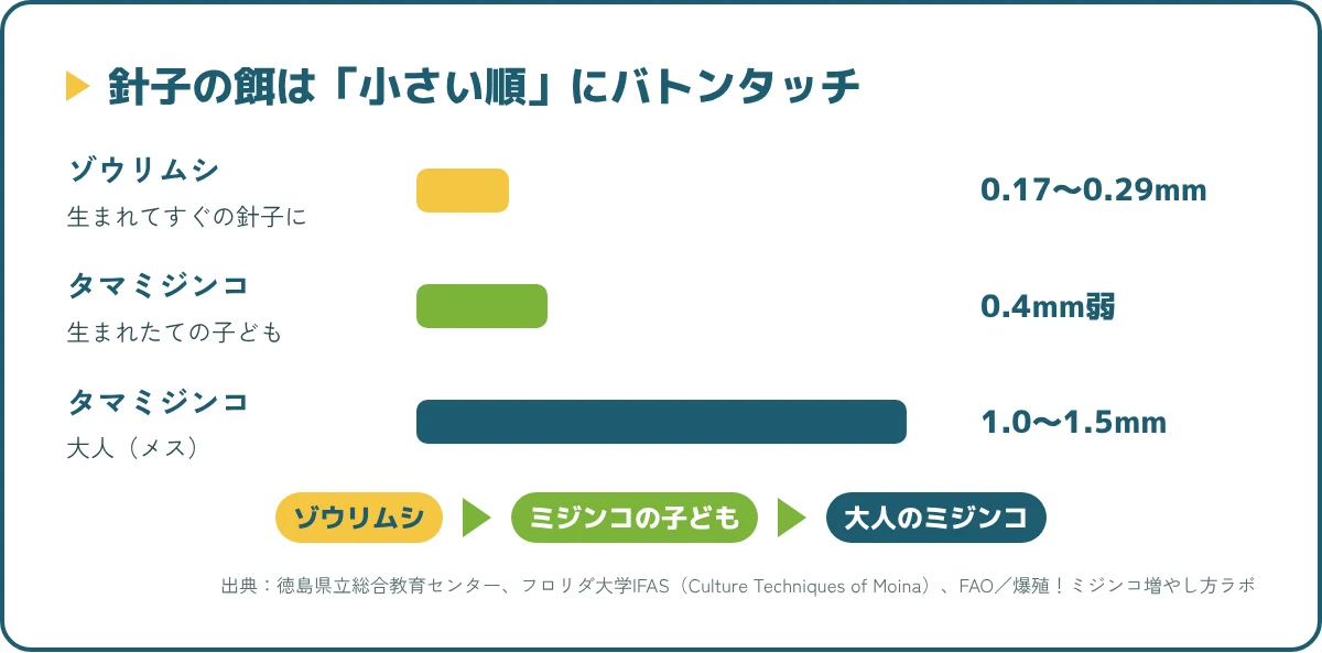 ゾウリムシ、生まれたてのタマミジンコ、タマミジンコの成体の大きさ比べ。針子はまず一番小さいゾウリムシから